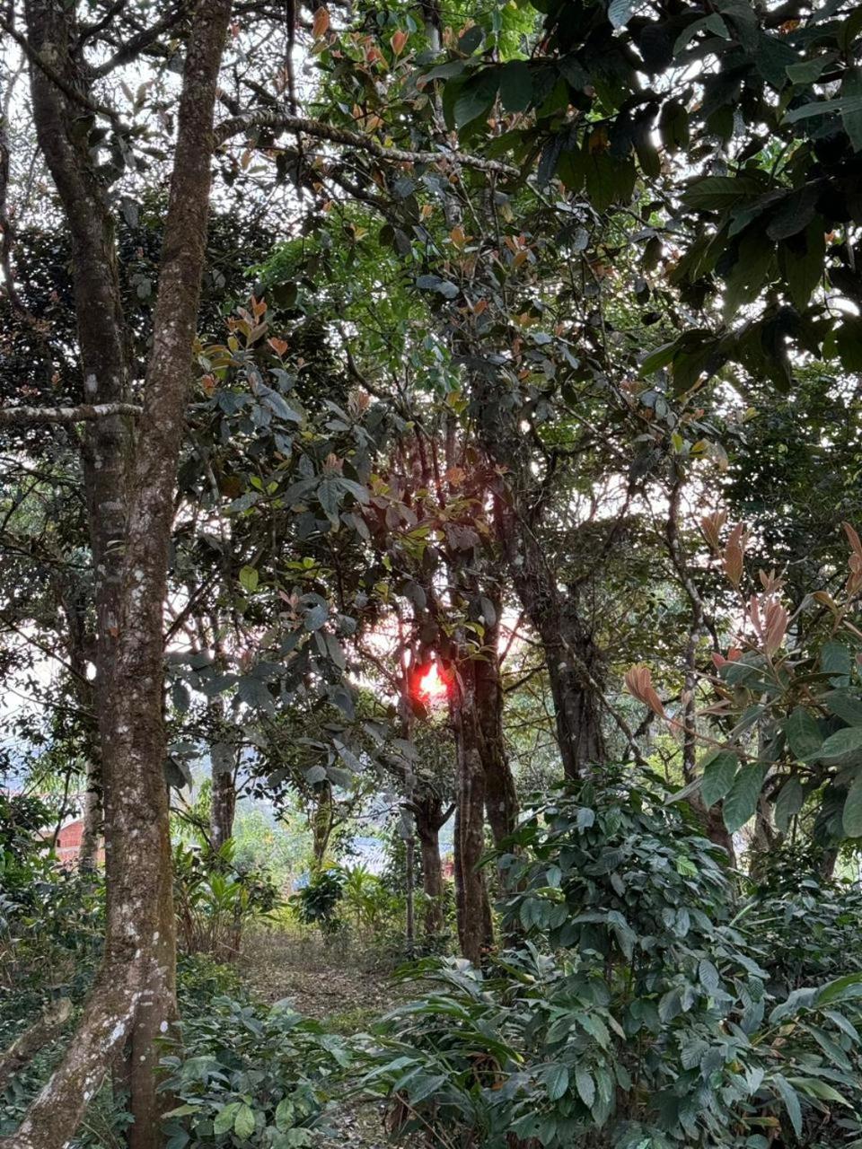 Shrenya Orchidz-Coorg Nature Stay Madikeri Ngoại thất bức ảnh